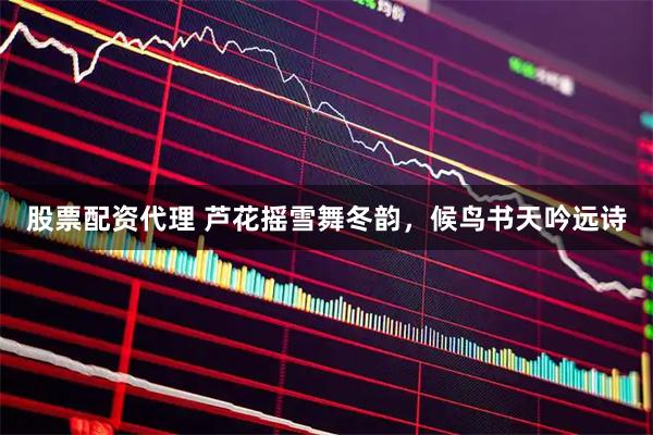 股票配资代理 芦花摇雪舞冬韵，候鸟书天吟远诗